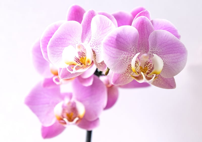 Orchid Collection