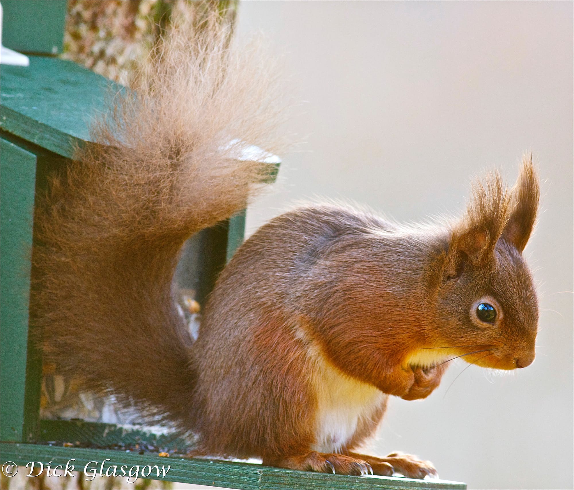 The Wildlife of Breen Oak Wood