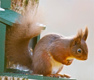 The Wildlife of Breen Oak Wood