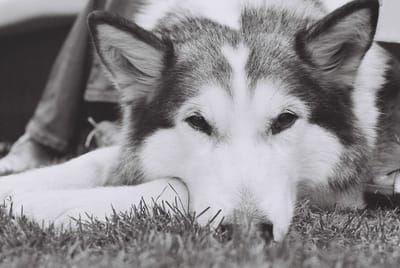 What is your dog saying to you?