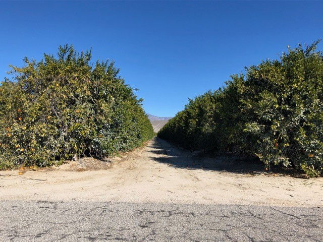 Citrus farming has had a long history in the Borrego Valley.
