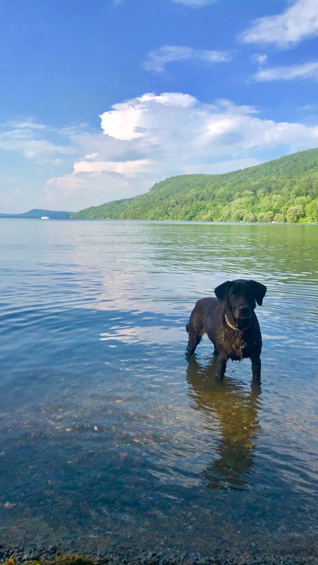 Cooling off in Lake Otsego