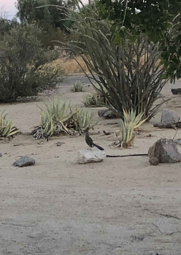 Seeing a roadrunner in Borrego is a sign of good luck. Happily, they frequent our property.