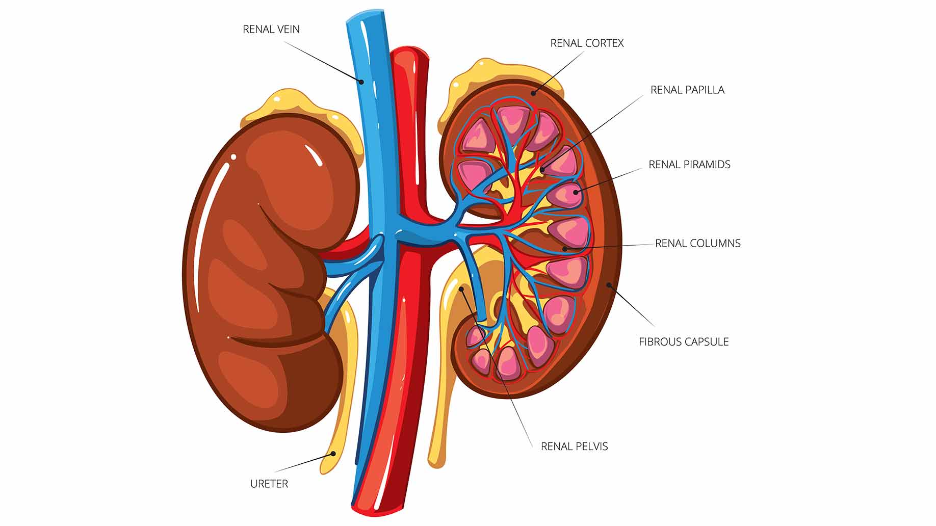 السمية إزالة العلاج يمكن أن تقلل من البروتين 4 + وارتفاع مستوى الكرياتينين 7.5