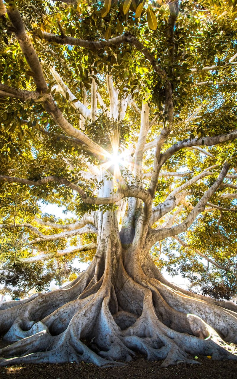 Qu'est-ce que l'arbre de vie ?