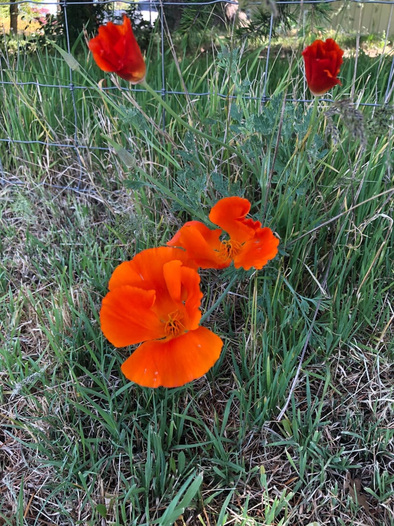 Medicinal and Edible Plant Walk