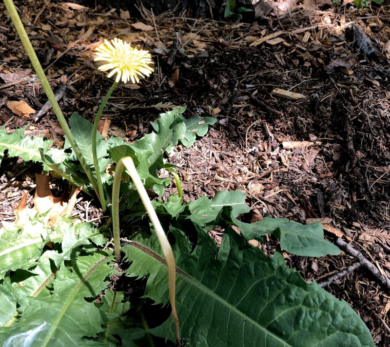 Medicinal and Edible Plant Walk