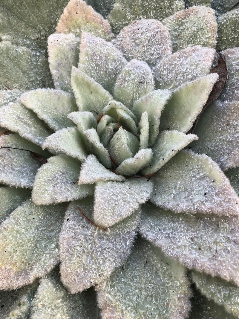 Spring Wild Plant Walk at Oshala Farm