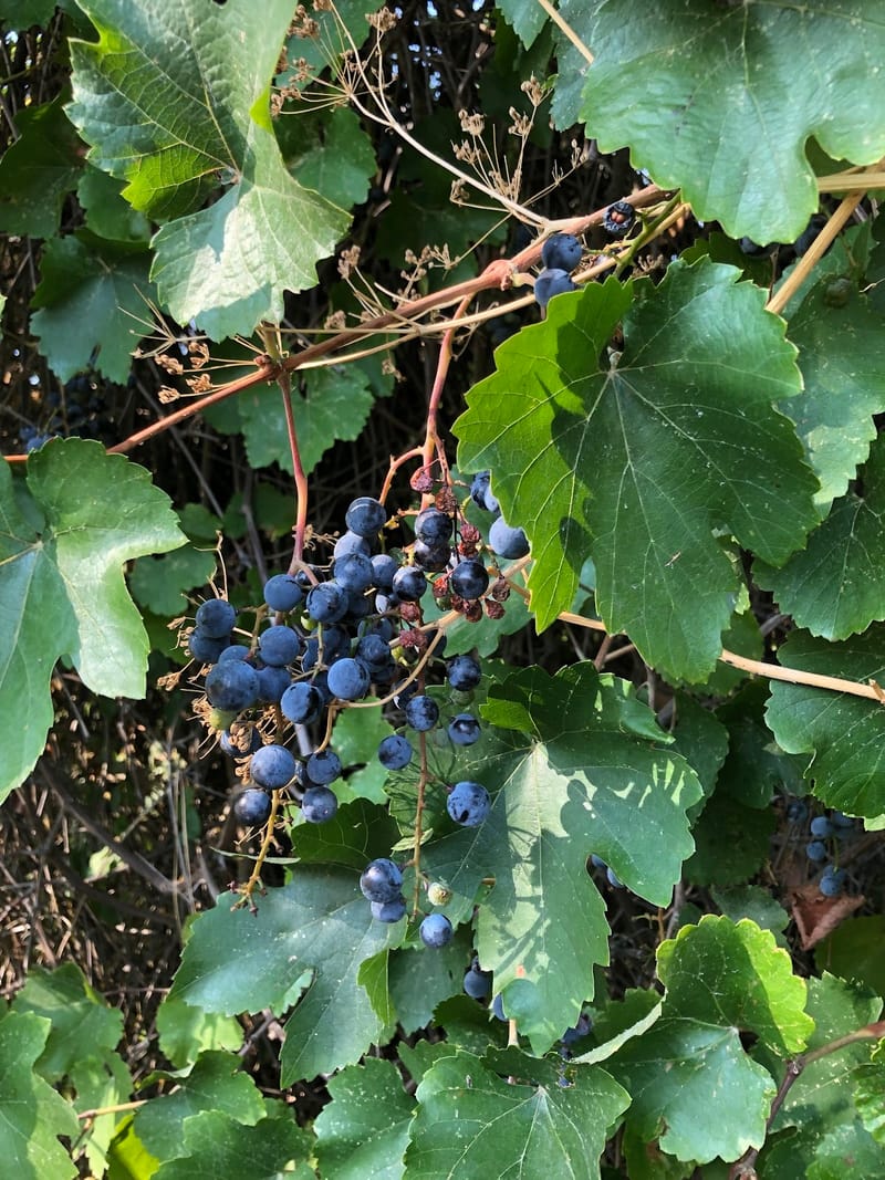 Late Summer Wild Plant Walk at Oshala Farm