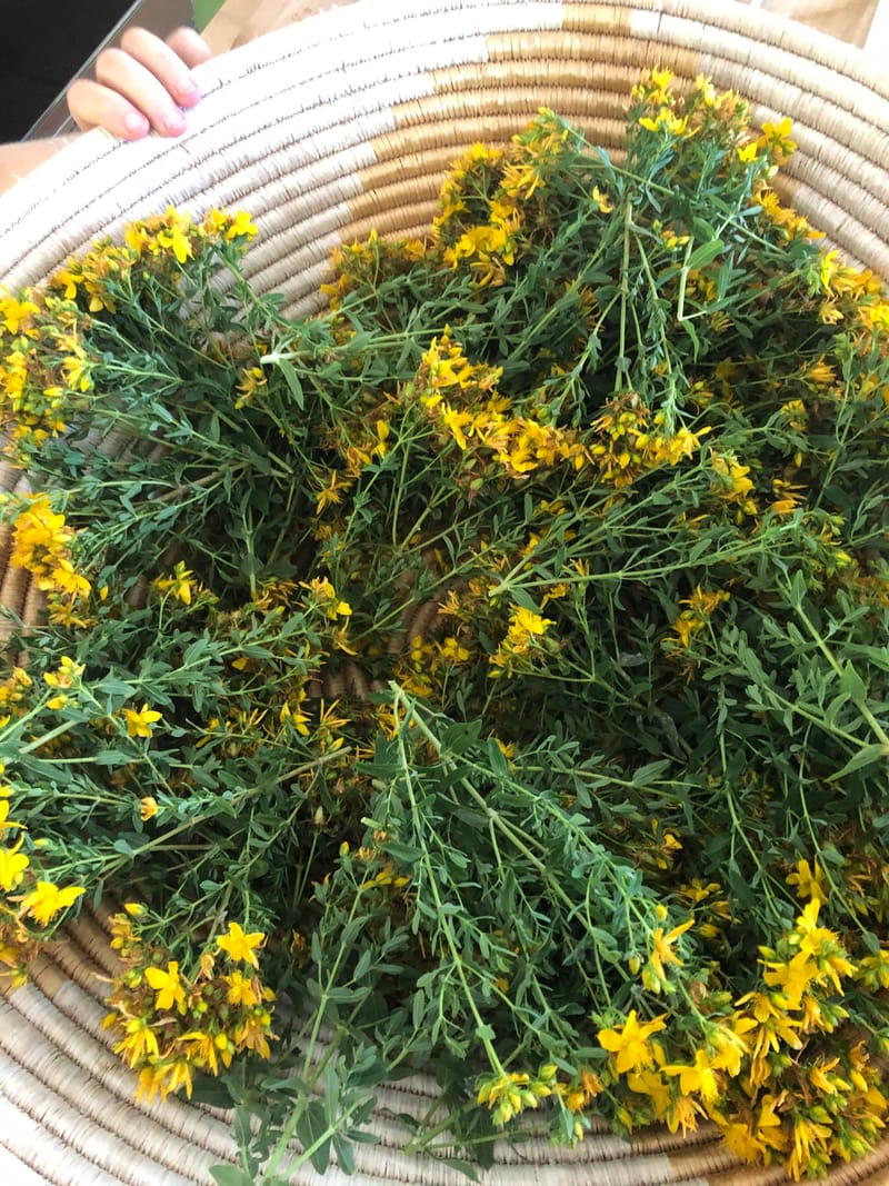 Field Day Greensprings