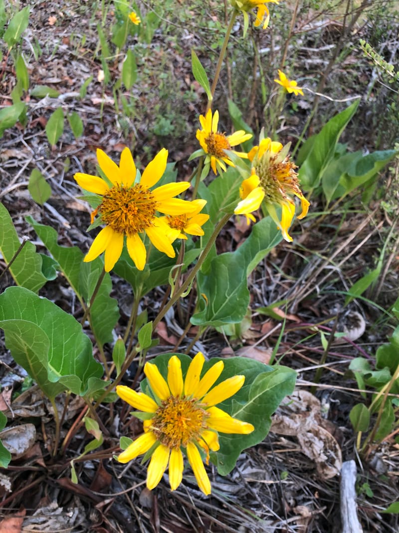 Earth Day Plant Walk in Jacksonville