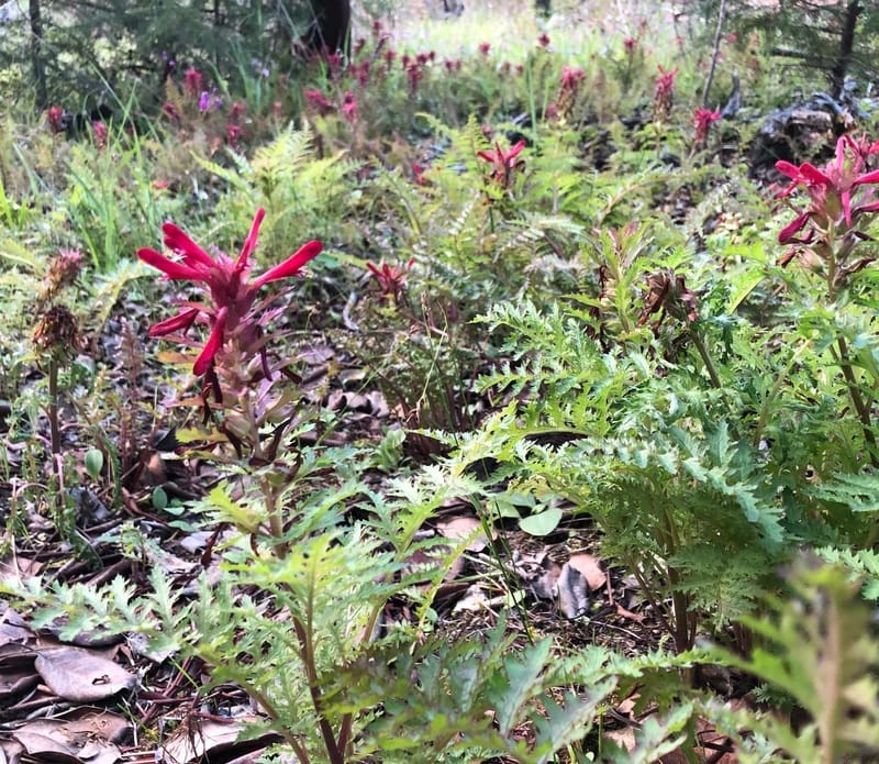 Early Spring Plant Walk, Gold Hill