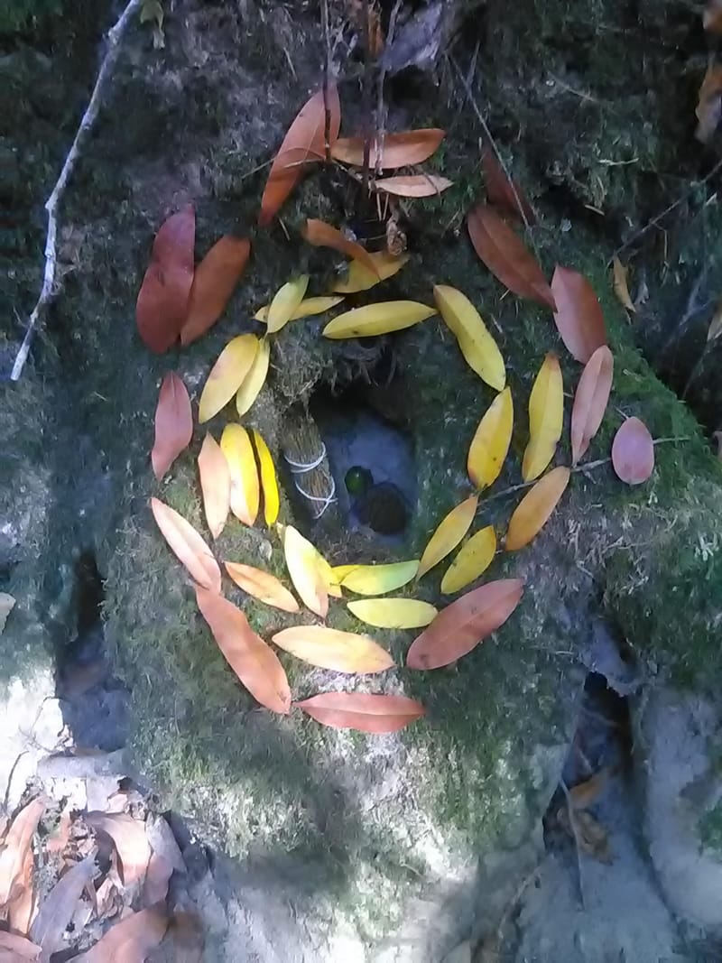 Constellating with Plants