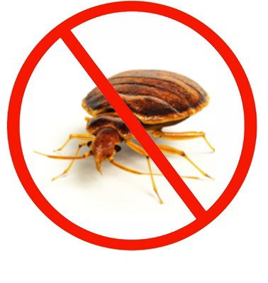 BED Bugs Control Services