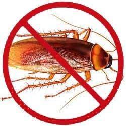 Cockroaches pest control services