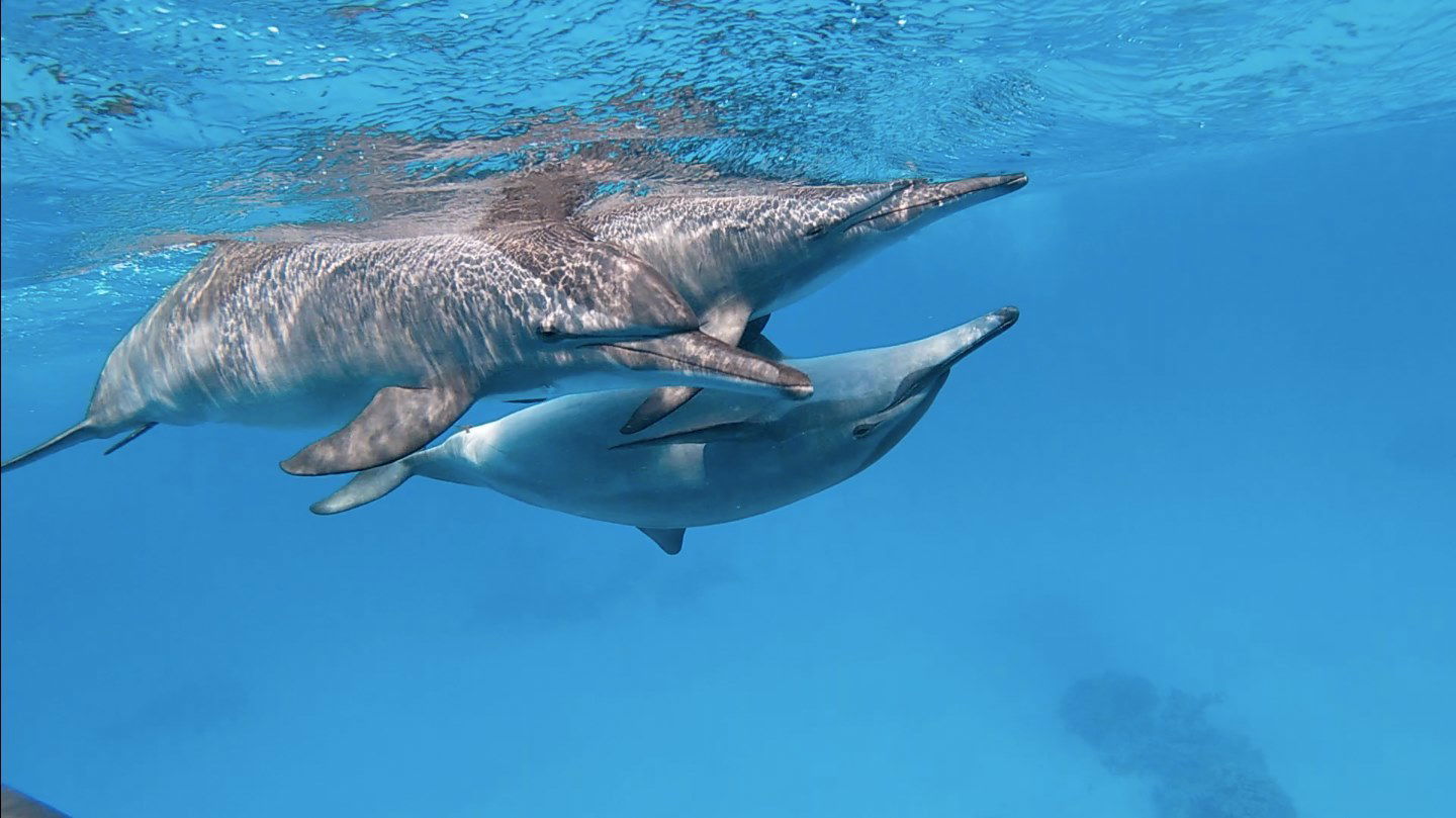 Les Dauphins Et Nous