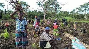 Value Chain Analysis for Four Crops in Sierra Leone: Palm Oil, Rice, Cassava, Vegetables, September – November 2015