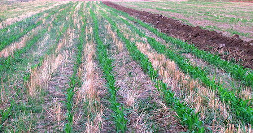 Conservation Agriculture project in Sierra Leone and Liberia, January – February 2014