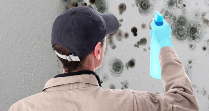 Mold Removal