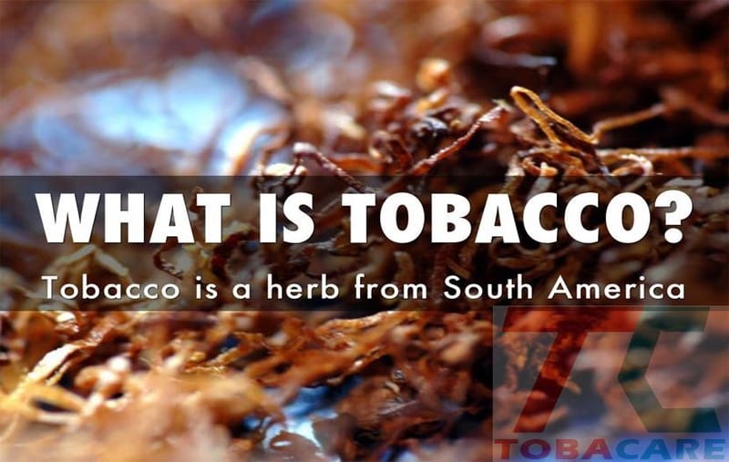 Thuốc Lá Là Gì? Những Còn Số Kinh Hoàng Về Thuốc Lá!