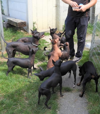 Faszinierende Urhunde