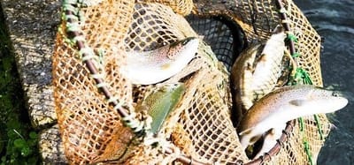 Fazenda de Trutas em Garfagnana