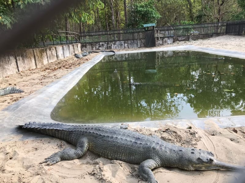 Crocodile Breeding Center