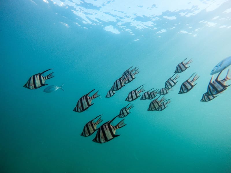 Under the Sea