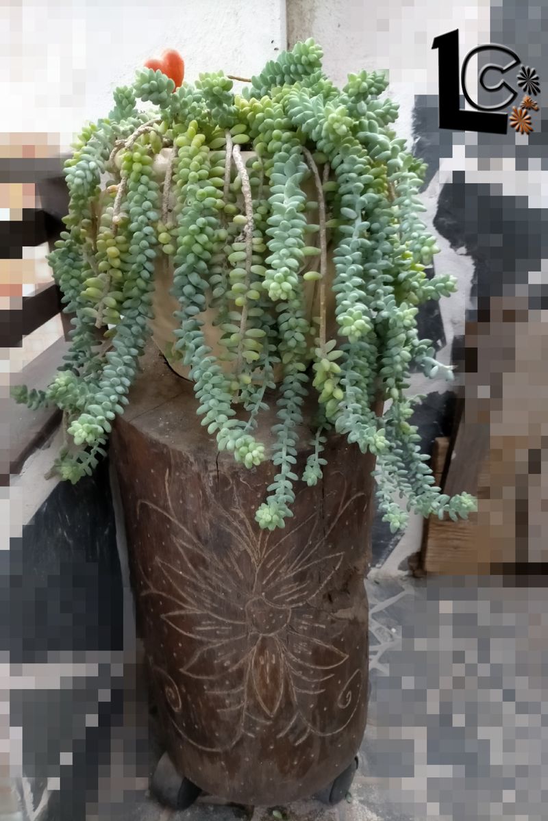 Reutilizar viejo tronco para hacer un porta macetas