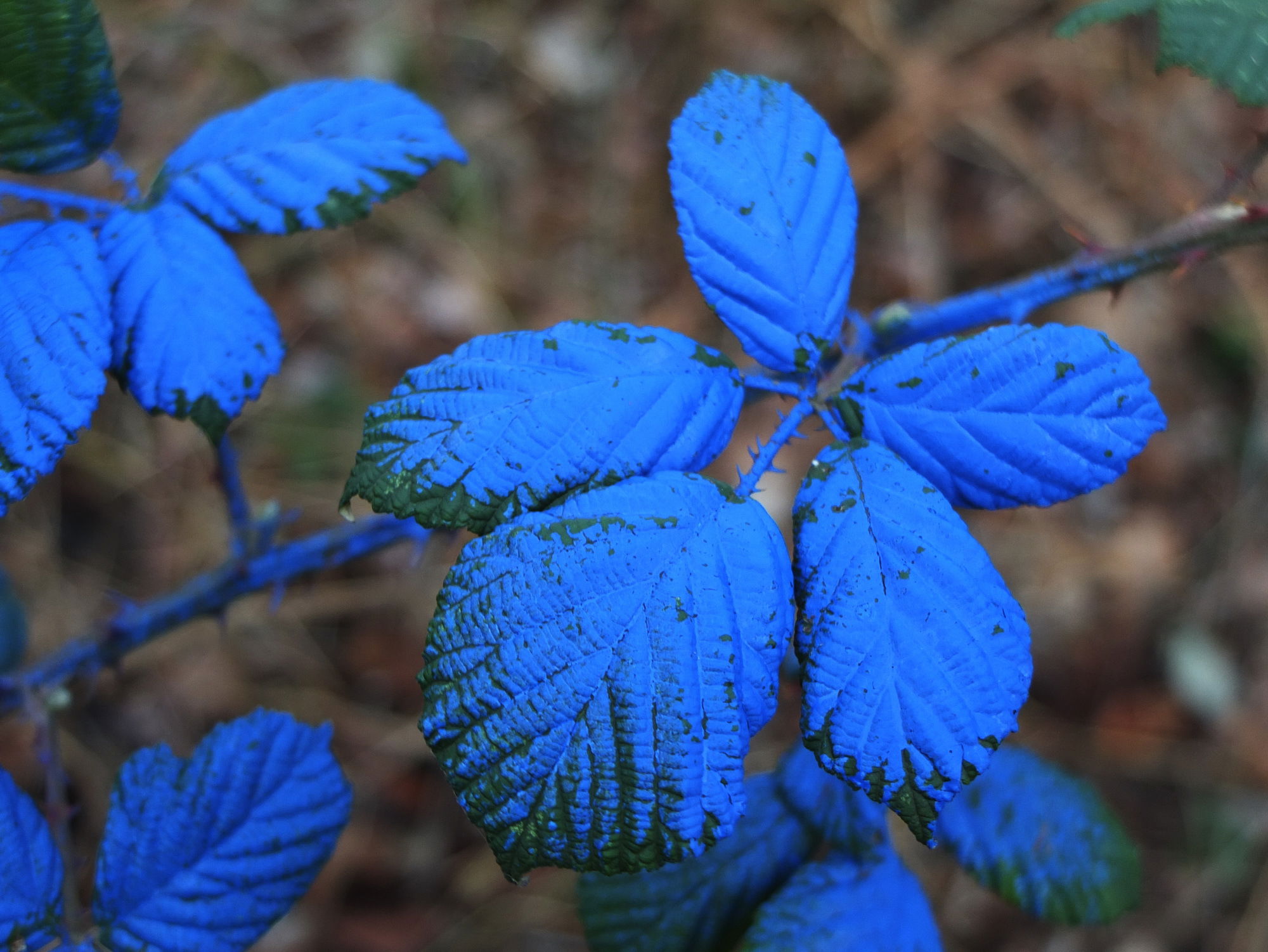 Alles Blau bei uns in GE