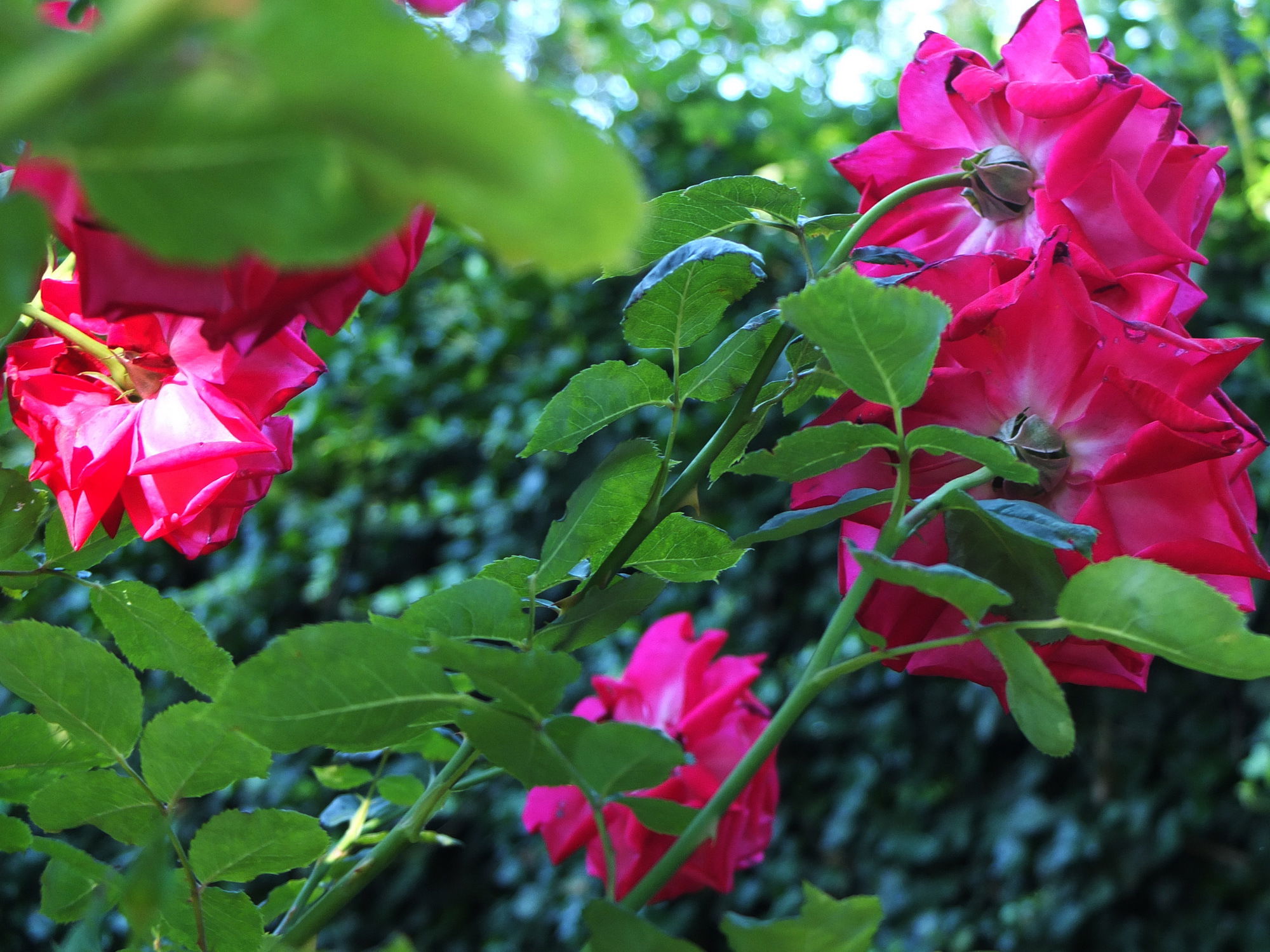 Die Rosen meiner Schwester