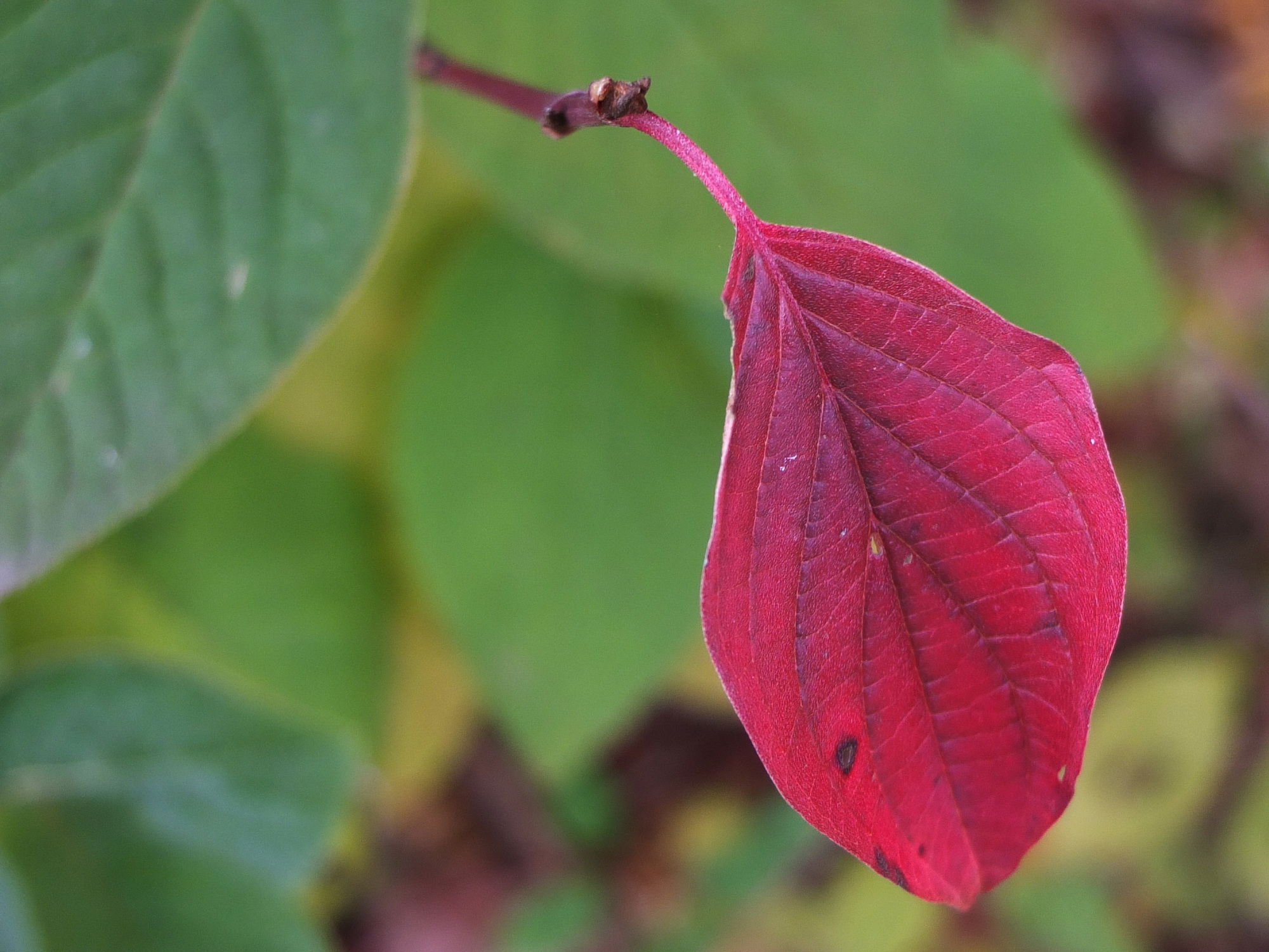 Herbst