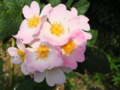 Ist denn jetzt Sommer?