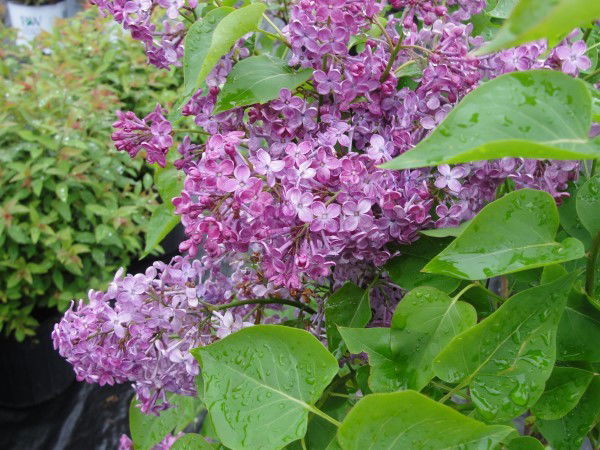 Lilacs