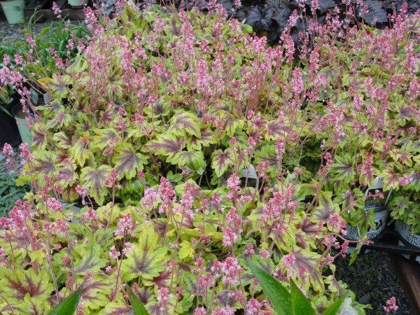 Heucherella