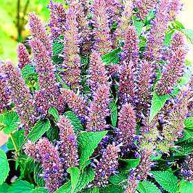 Agastache