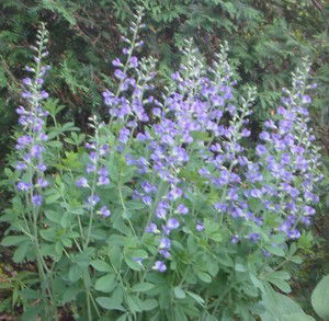 Baptisia