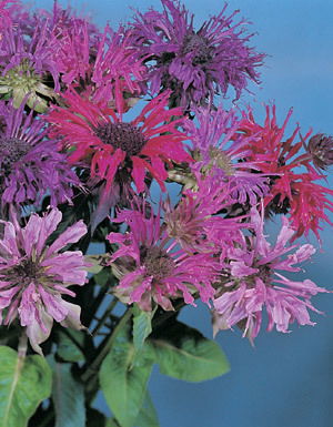 Monarda