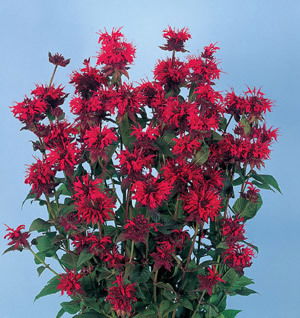 Monarda