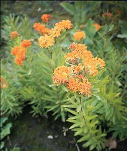 Butterfly weed