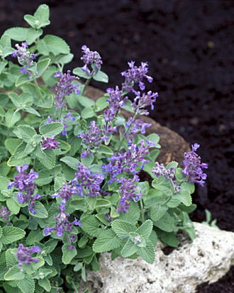 Cat Mint