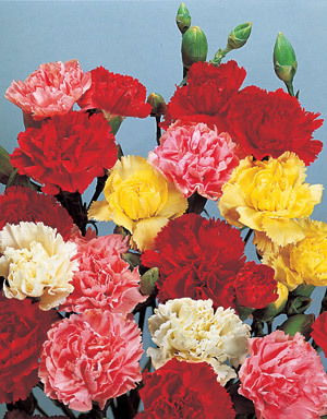 Dianthus Double