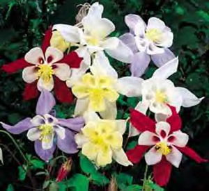 Columbine