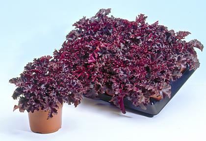 Sedum Voodoo