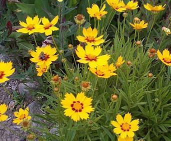 Coreopsis Sunfire