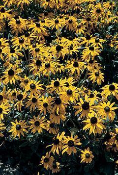 Rudbeckia