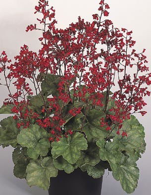 Heuchera