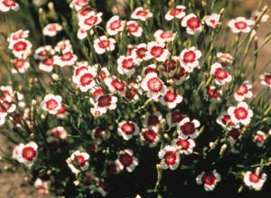 Dianthus