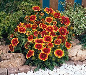 Gaillardia