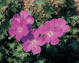 Geranium Roxanne